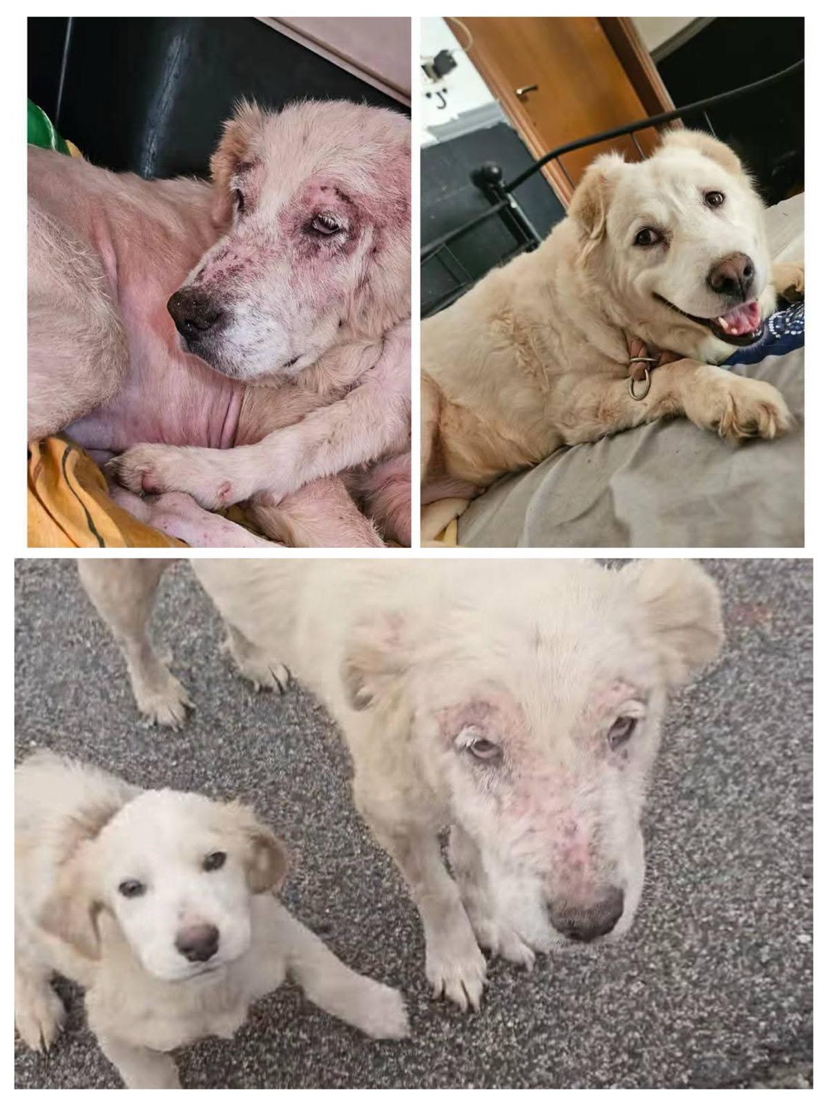 Bruna: la rinascita di una mamma coraggio 🐾 A dicembre l'abbiamo trovata così: sfinita, senza pelo, affamata, ma con l'unico pensiero di proteggere la sua cucciola (che oggi è felicemente adottata). Nonostante il dolore, Bruna non ha mai smesso di fidarsi. Dopo 5 mesi di cure, amore e cibo buono, Bruna è letteralmente fiorita. È diventata una cagnolona bellissima, sana e con un carattere meraviglioso: dolce, riconoscente e compatibile con tutti Si trova a Carpineto Romano . Verrà affidata microchippata e vaccinata sterilizzata dopo iter adozione . Non lasciamo che il suo miracolo si fermi a metà... Bruna cerca una famiglia vera! 328 115 8223