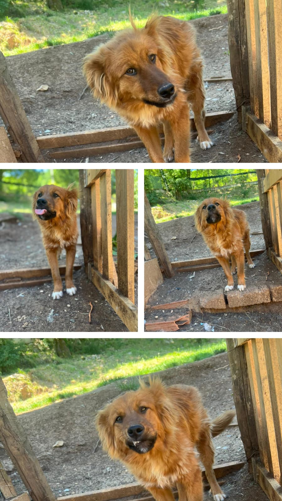 Incredibile ma vero... Nessuno si é innamorato di questa meraviglia Turbine detto Tutù 😍🤣 Un cucciolo meraviglioso buono con tutti futura taglia media contenuta circa 6 7 mesi X info 328 115 8223 Si trova in provincia di roma