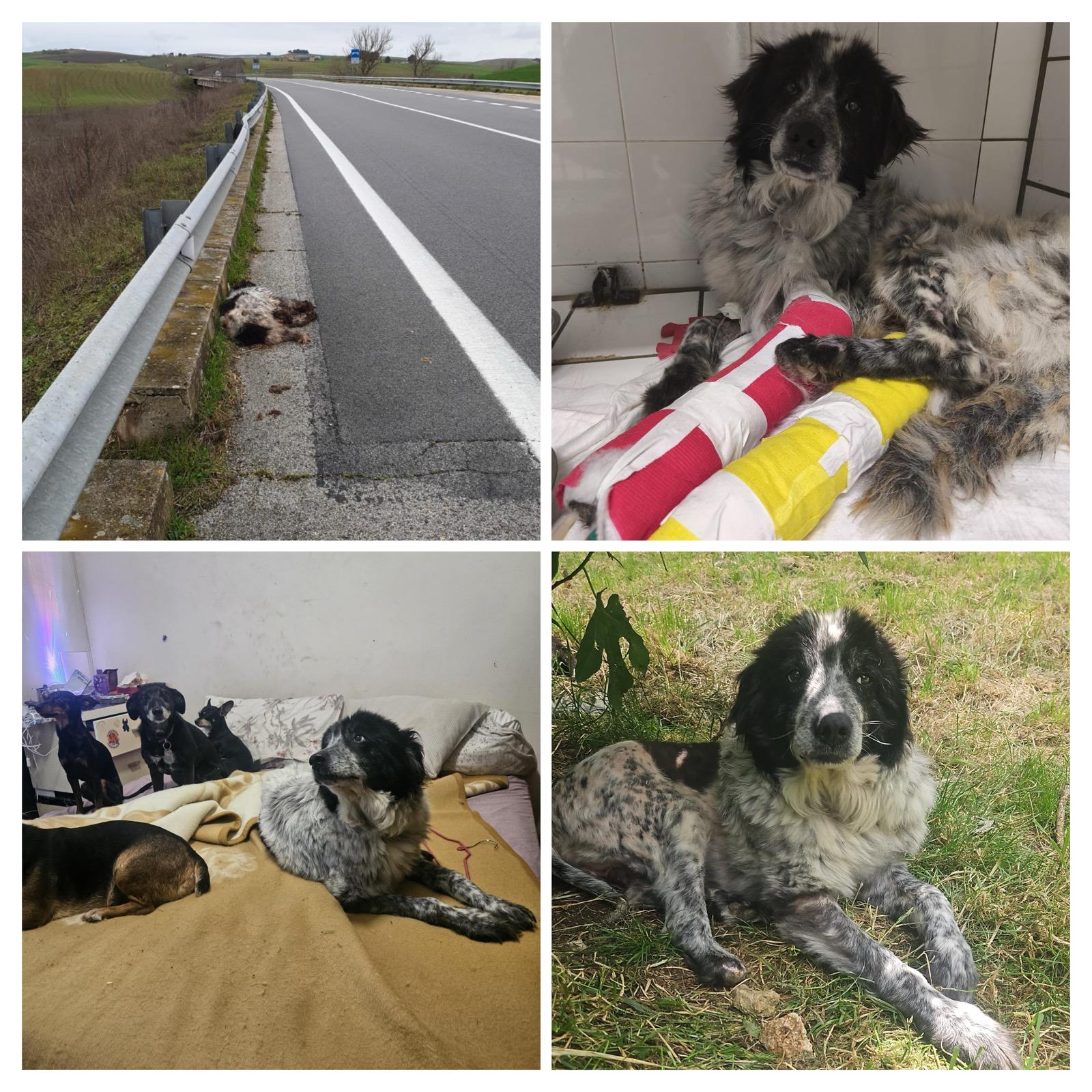 🐾 LA STORIA DI UN MIRACOLO Trovato a terra, immobile, quasi confuso con un vecchio vestito abbandonato. È rimasto lì per giorni, invisibile agli occhi del mondo, finché qualcuno non è andato a recuperarlo. E contro ogni previsione... era ancora vivo. 🌟 Non appena si è mosso, è scattata una corsa disperata in clinica. Questo guerriero arriva dalla Puglia e ha dovuto affrontare ben due interventi chirurgici complessi. Oggi gli manca un piccolo pezzettino di una zampina posteriore, ma questo non gli impedisce di camminare verso il suo futuro.