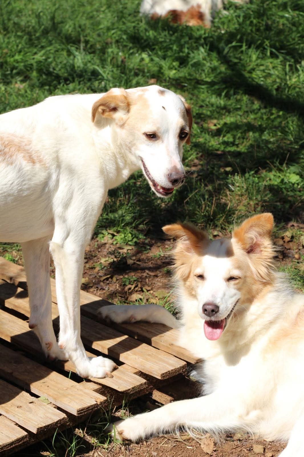 SPOLVERINO E LULÙ, due fratellini legati a doppio filo tra loro e con la sfortuna. Da quando quella brutta persona li ha portati indietro dopo 4 anni dall'adozione SONO RINATI PERÒ !!! ORA ASPETTANO UNA FAMIGLIA, E CHE STAVOLTA SIA PER SEMPRE! HANNO 5 ANNI, 13 KG. Negativi alla leishmania. sono abituati a vivere in casa. sono legatissimi, stanno sempre insieme, uno l'ombra dell'altro. Hanno vissuto per 4 anni con bambini. Sono bravi al guinzaglio... potremmo continuare per ore ad elogiarli... 😍 Si trovano in provincia di Roma ☎328 115 8223 La Casa Dei Catorci