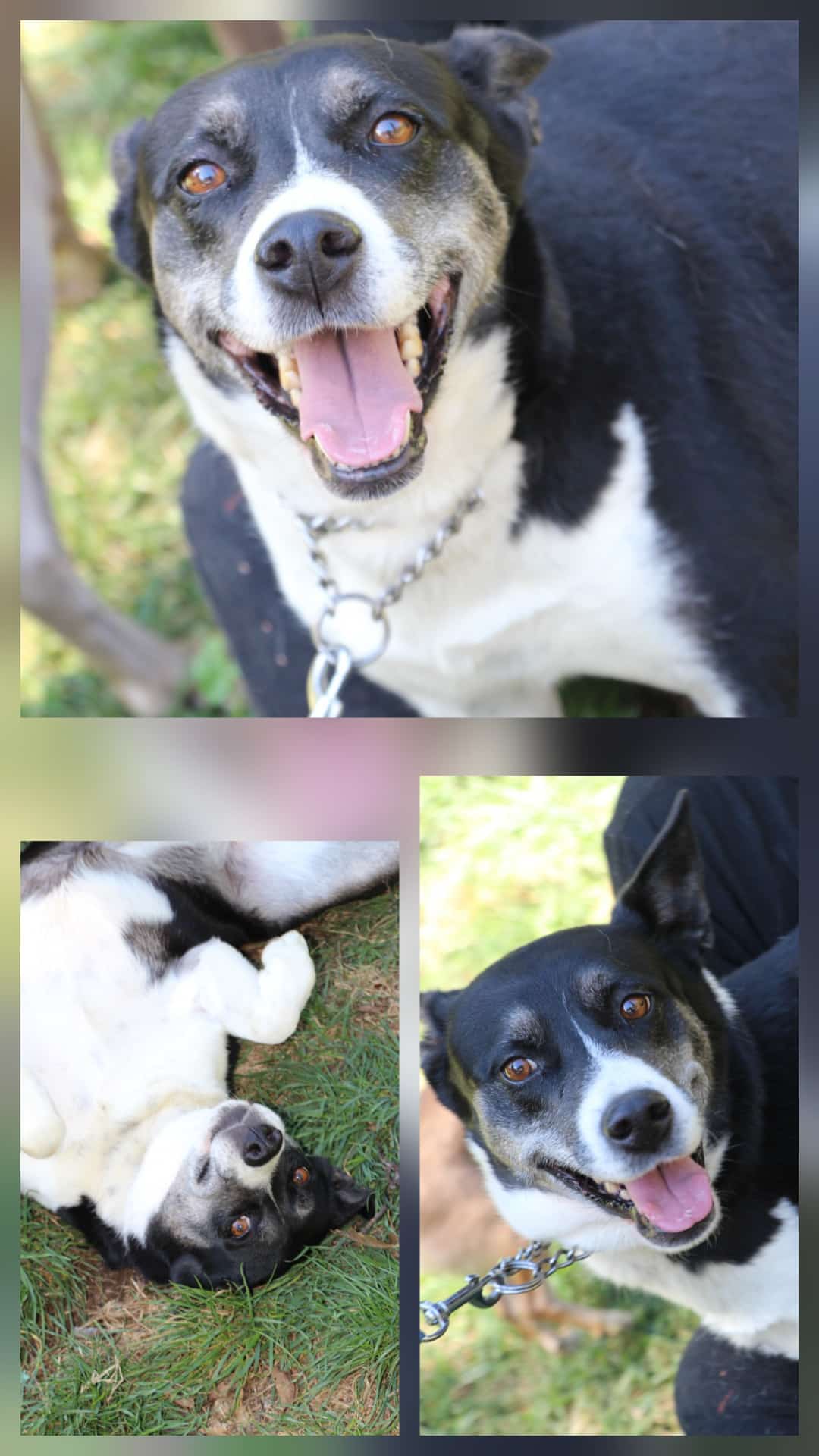 💔NEMMENO QUANDO SONO PERFETTI LI VOGLIONO!😭😭😭 Lola è una cagnolina bellissima, taglia media, 7 anni, brava con gli altri cani, brava persino con le galline, eppure non ha mai ricevuto una richiesta 😭 Bravissima anche in macchina. No gatti È "vergognosamente" affettuosa🥰 Dolcissima, una cagnolina capace di amare fino allo sfinimento ❣️ In salute. Negativa alla Leishmaniosi. È tanto tempo che aspetta di andare casa... Peccato che non la voglia proprio nessuno!!! Si trova a Carpineto Romano (RM) Adottabile al centro nord Italia previo iter preaffido ☎ 328 115 8223 La Casa Dei Catorci
